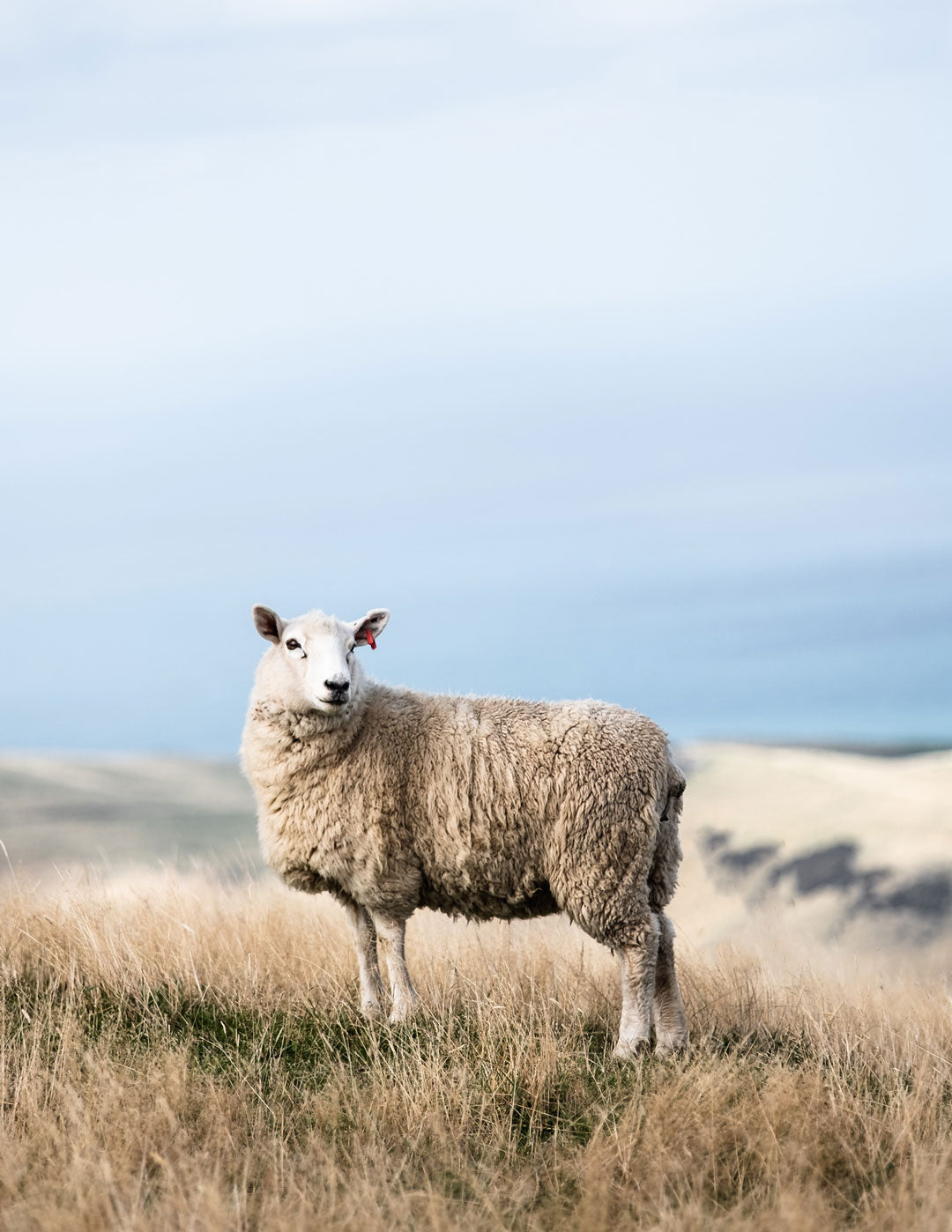 pure new wool beanies sheep on hillside